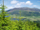 whinlatter forrest  june 2010 004.jpg